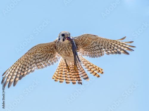 American Kestrel in Flight © Charles