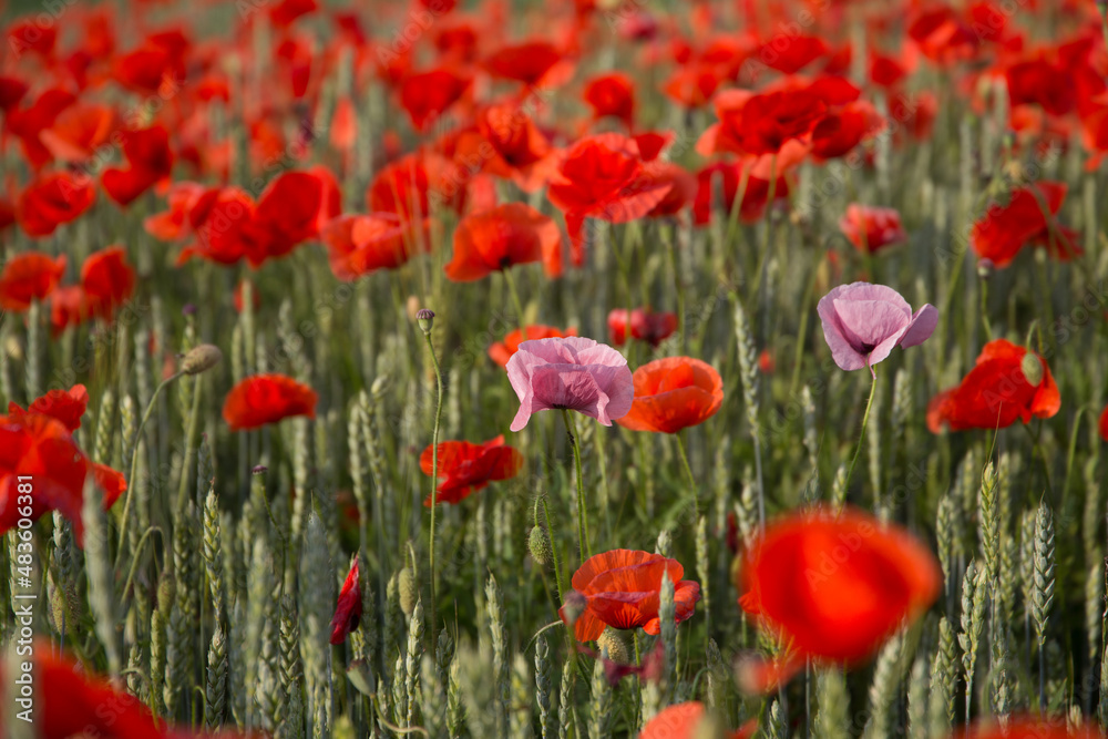 Poppies field in rays sun. Flowers Red poppies blossom on wild field. Beautiful field red poppies with selective focus. Red poppies under of sunlight. majestic rural landscape. soft focus.