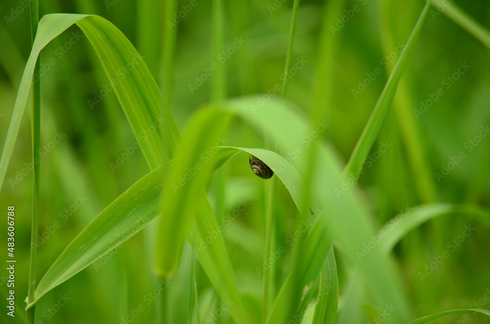 Close-up snail on a blade of grass on a blurred green background Close-up snail on a blade of grass on a blurred green background