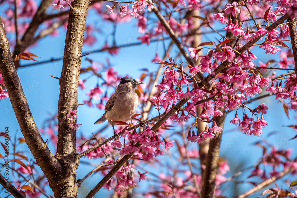 Obraz premium Wild bird with Himalayan Cherry flower