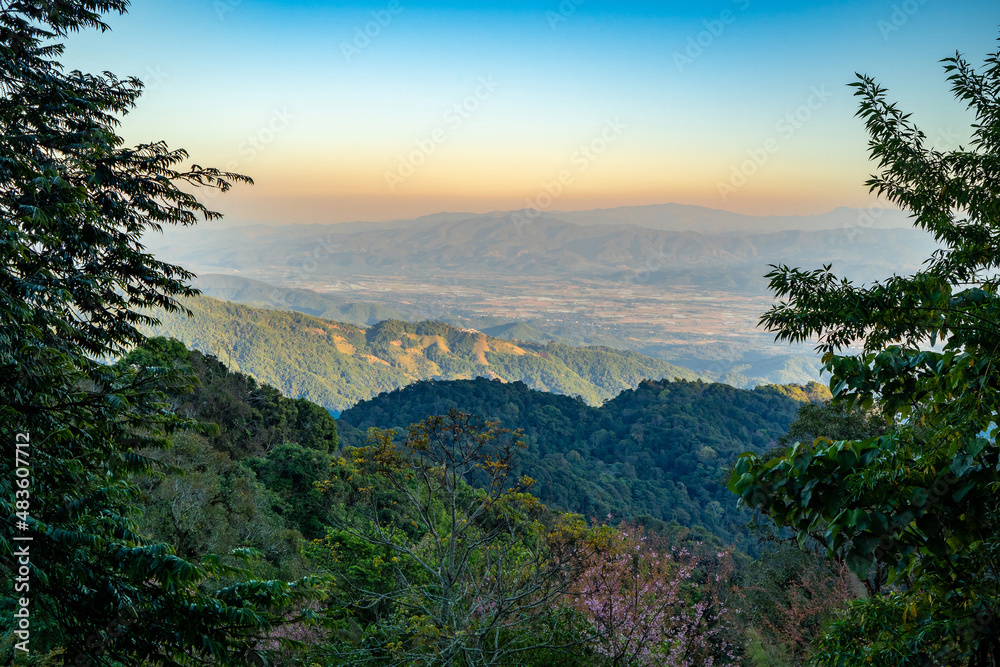 Landscape of Angkhang mountain with wild Himalayan Cherry flower