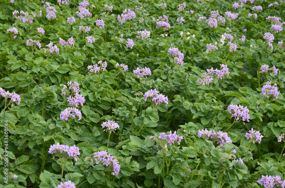 Naklejka premium potato flower agriculture spring scene