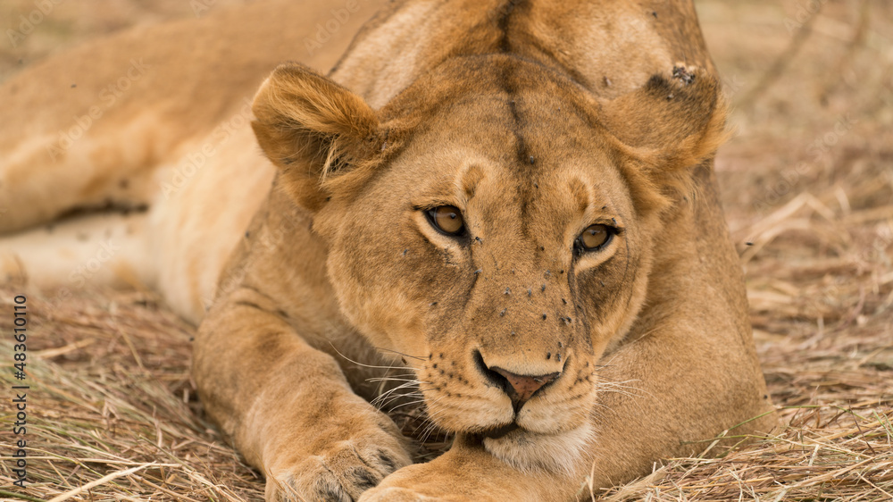 Naklejka premium Lion