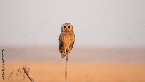 Owl on a stock
