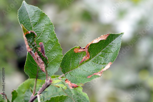 Apple leaves damaged by Choreutis pariana Apple Leaf Skeletonizer. The larvae (caterpillars) feed on fruit trees: apple, pear and cherry in orchards and gardens causing damage. photo