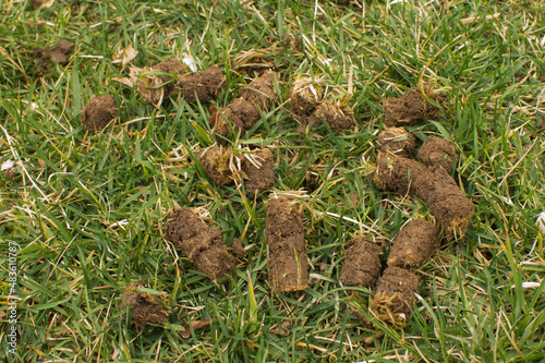 Soil cores from lawn core aeration  