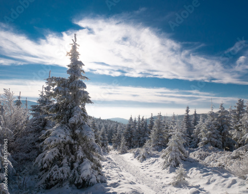 Spruce trees covered with snow and rime, snow, blue sky,sunlight, sunny day. Jeseniky mountains.Czech republic. .