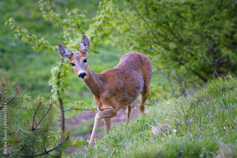 Obraz premium A deer