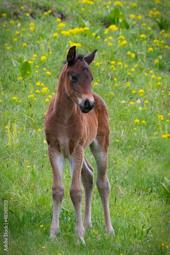 Baby horse