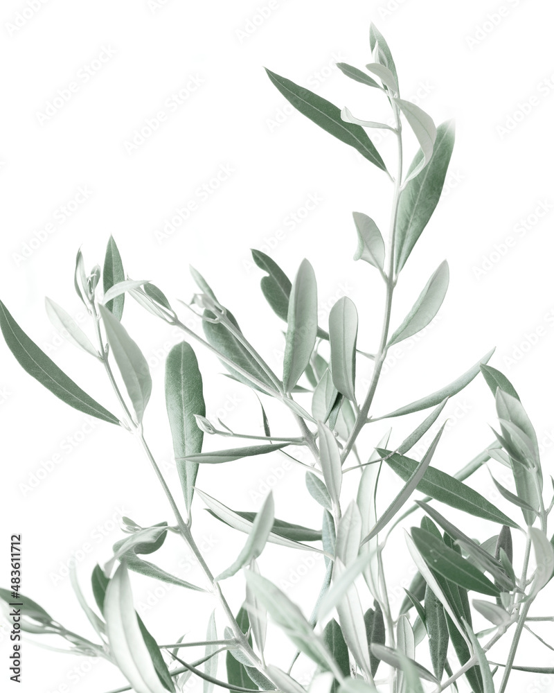 olive Tree with green leaves