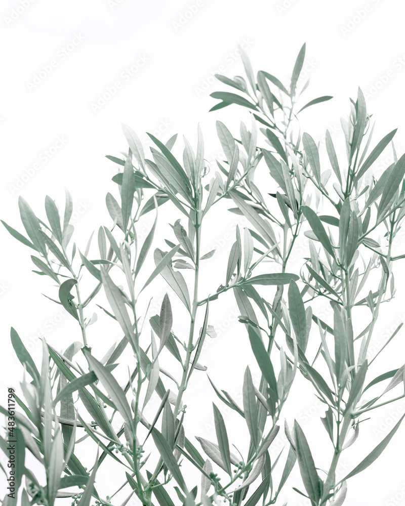 Obraz premium olive tree