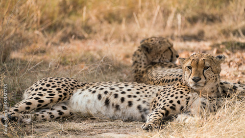 Cheetahs in Maasai Mara