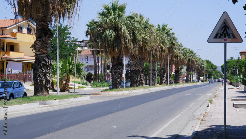 View of palm trees road