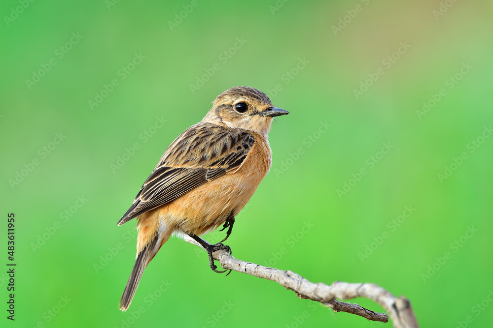 siberian stonechat siberian stonechat
