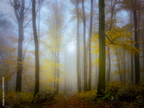 Mysterious foggy forest  forest road  trees  colorful foliage  leafs fog tree trunks  gloomy autumn landscape. Eastern Europe.  .