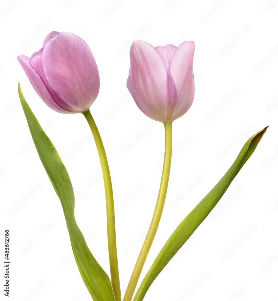 Two pink tulips Two pink tulips