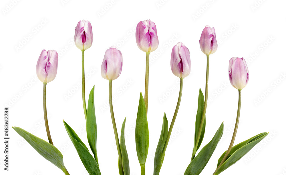 Seven beautiful lilac tulips Seven beautiful lilac tulips