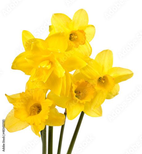 Bouquet of yellow narcissus flowers