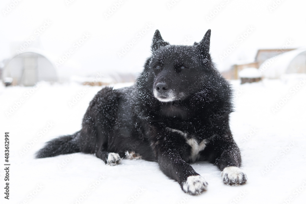 Obraz premium Russian-European Laika dog lies on the snow under a snowfall. Care for wet hair after a walk. Dog in black and white.