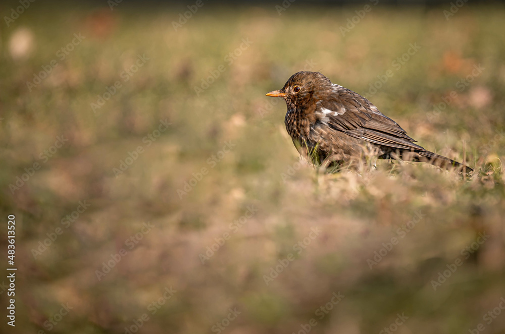 Blackbird on the grass. Turdus merula. Eurasian blackbird. Blackbird on the grass. Turdus merula. Eurasian blackbird.