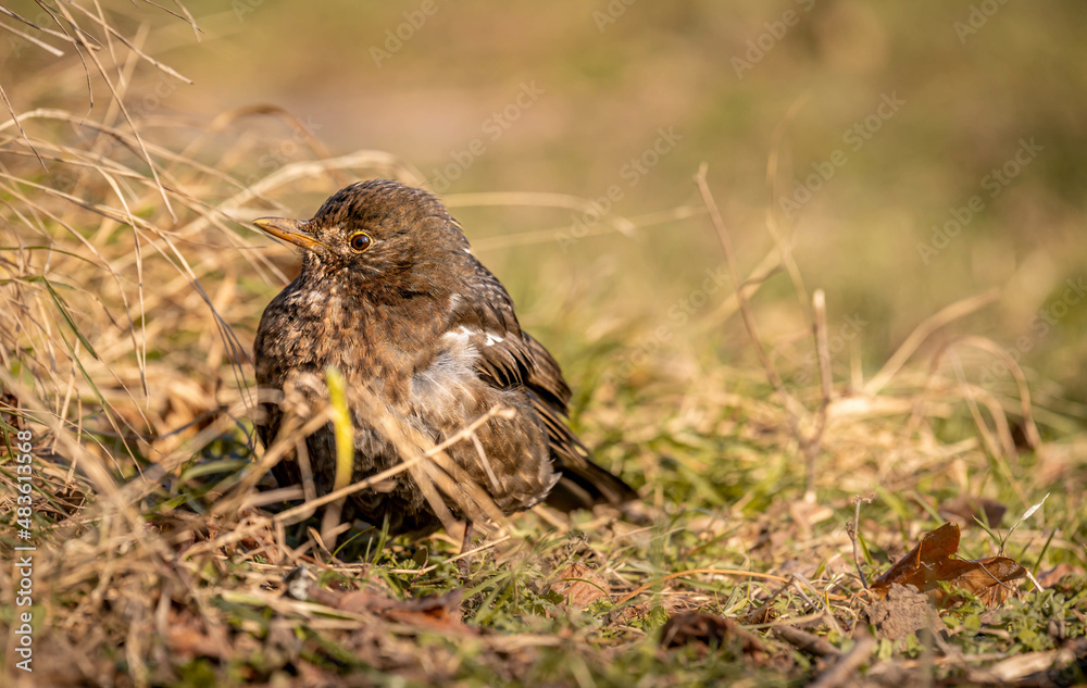 Blackbird on the grass. Turdus merula. Eurasian blackbird. Blackbird on the grass. Turdus merula. Eurasian blackbird.