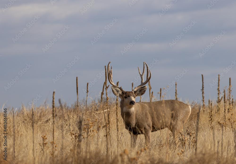 Buck Mule Deer in Colorado in Autumn