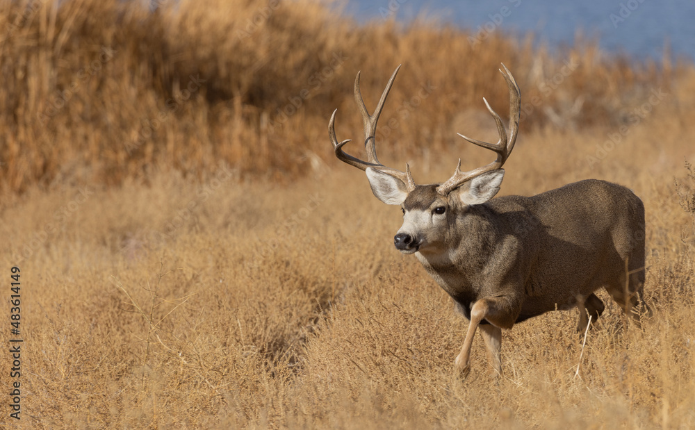 Buck Mule Deer in Colorado in Autumn Buck Mule Deer in Colorado in Autumn