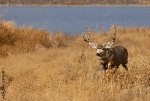 Buck Mule Deer in Colorado in Autumn