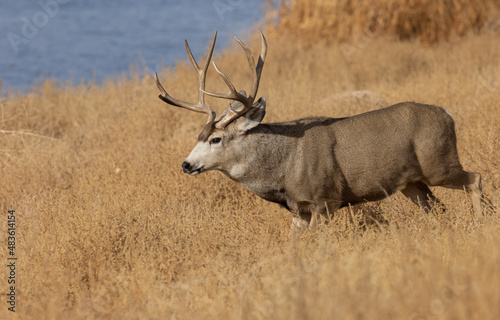 Buck Mule Deer in Colorado in Autumn