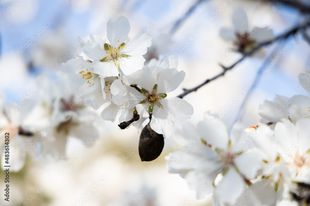 White Almond blossom flower against a blue sky, vernal blooming of almond tree flowers in Spain, spring, almond nut close up with flowers