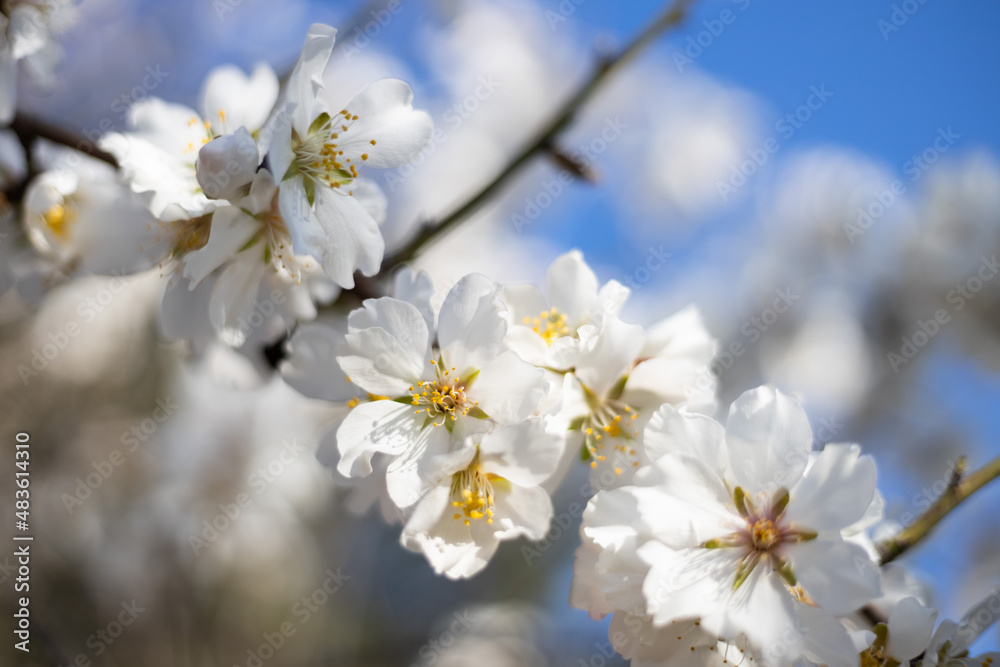 White Almond blossom flower against a blue sky, vernal blooming of almond tree flowers in Spain, spring, almond nut close up with flowers White Almond blossom flower against a blue sky, vernal blooming of almond tree flowers in Spain, spring, almond nut close up with flowers