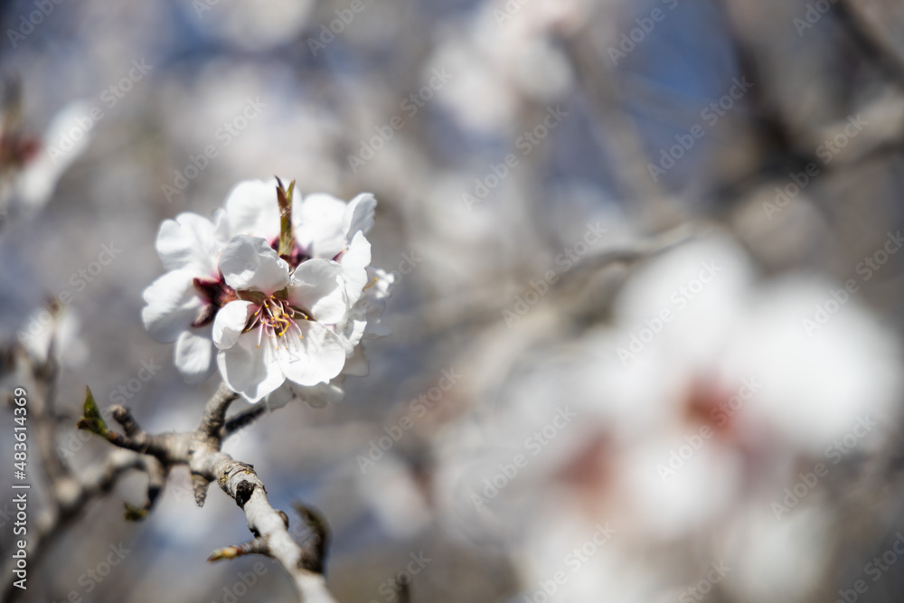 White Almond blossom flower against a blue sky, vernal blooming of almond tree flowers in Spain, spring, almond nut close up with flowers White Almond blossom flower against a blue sky, vernal blooming of almond tree flowers in Spain, spring, almond nut close up with flowers