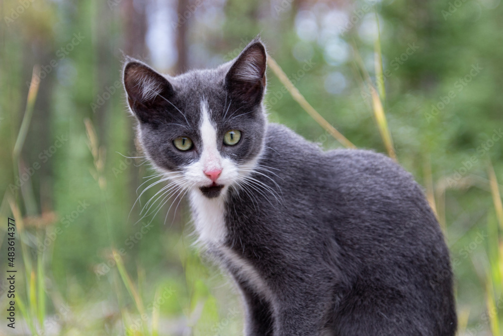 grey and white kitten outside with blurred green background