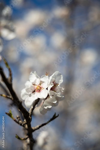 White Almond blossom flower against a blue sky  vernal blooming of almond tree flowers in Spain  spring  almond nut close up with flowers