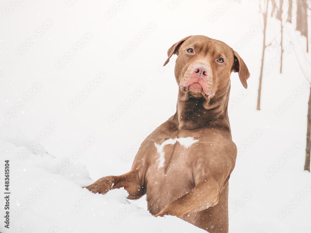 Lovable, pretty puppy of brown color. Close-up, outdoor. Day light. Concept of care, education, obedience training, raising pets Lovable, pretty puppy of brown color. Close-up, outdoor. Day light. Concept of care, education, obedience training, raising pets