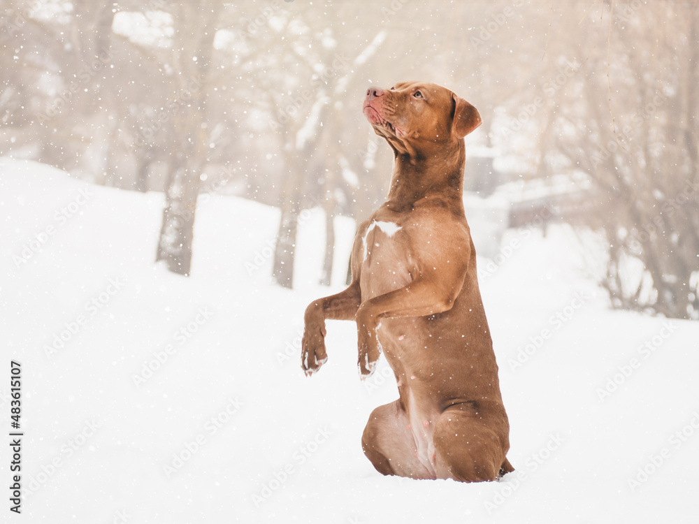 Lovable, pretty puppy of brown color. Close-up, outdoor. Day light. Concept of care, education, obedience training, raising pets Lovable, pretty puppy of brown color. Close-up, outdoor. Day light. Concept of care, education, obedience training, raising pets