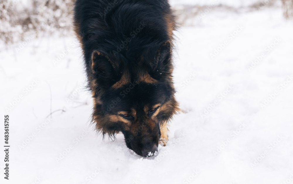 Naklejka premium Dog breed German shepherd portrait on nature