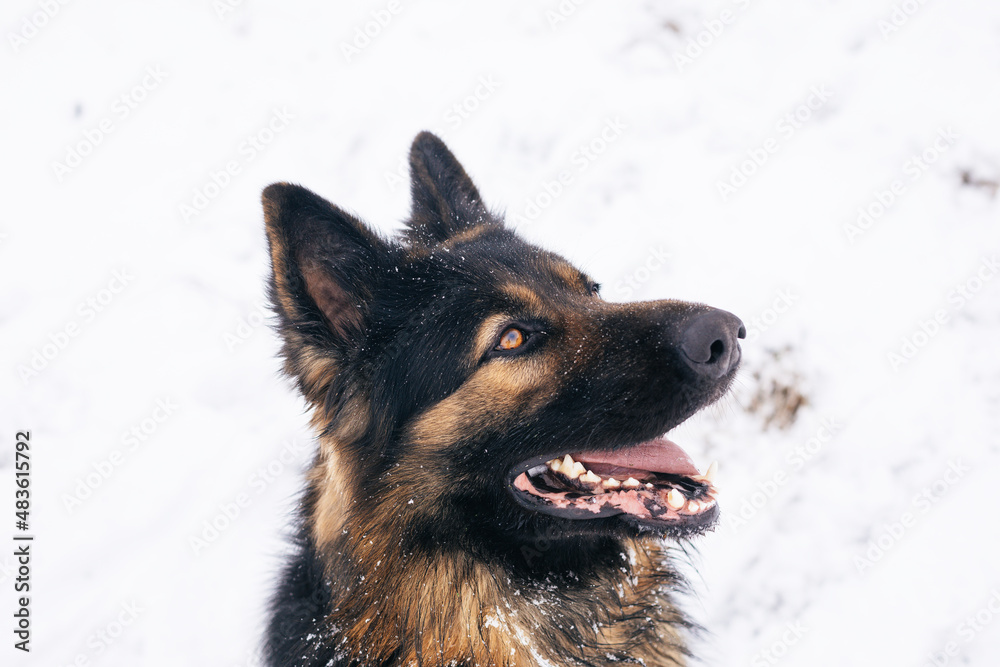 Dog breed German shepherd portrait on nature Dog breed German shepherd portrait on nature
