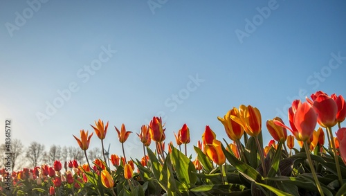 Fototapeta Naklejka Na Ścianę i Meble -  field of red and yellow tulips against blue sky
