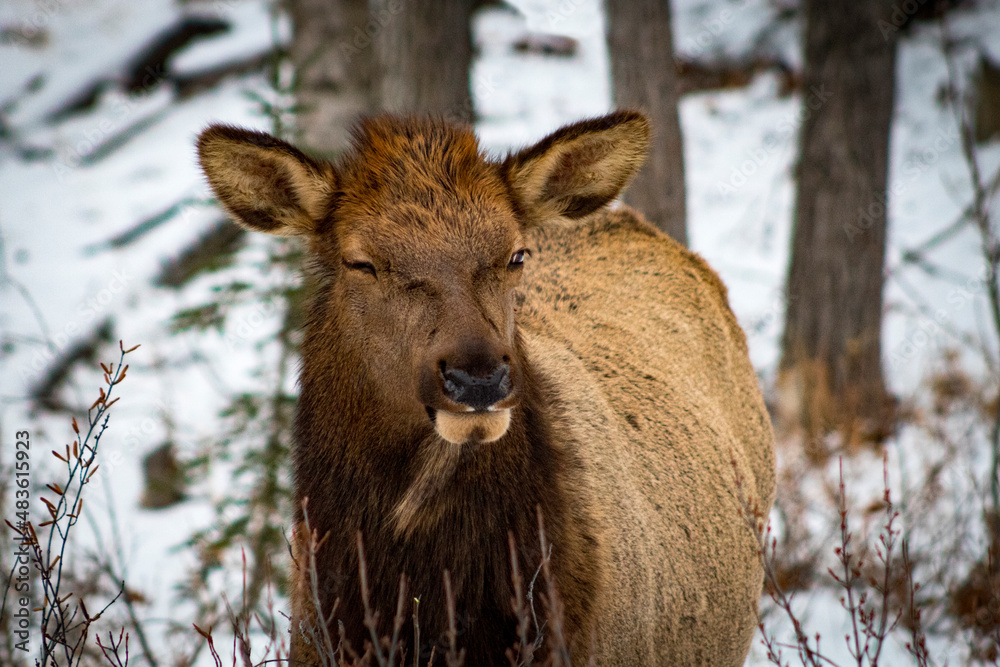 close up portrait of female elk winking close up portrait of female elk winking