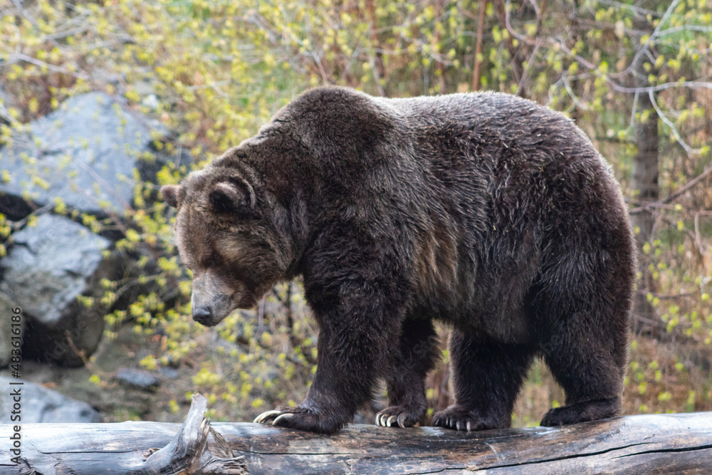 Obraz premium giant grizzly bear walking along on log side profile with trees behind him