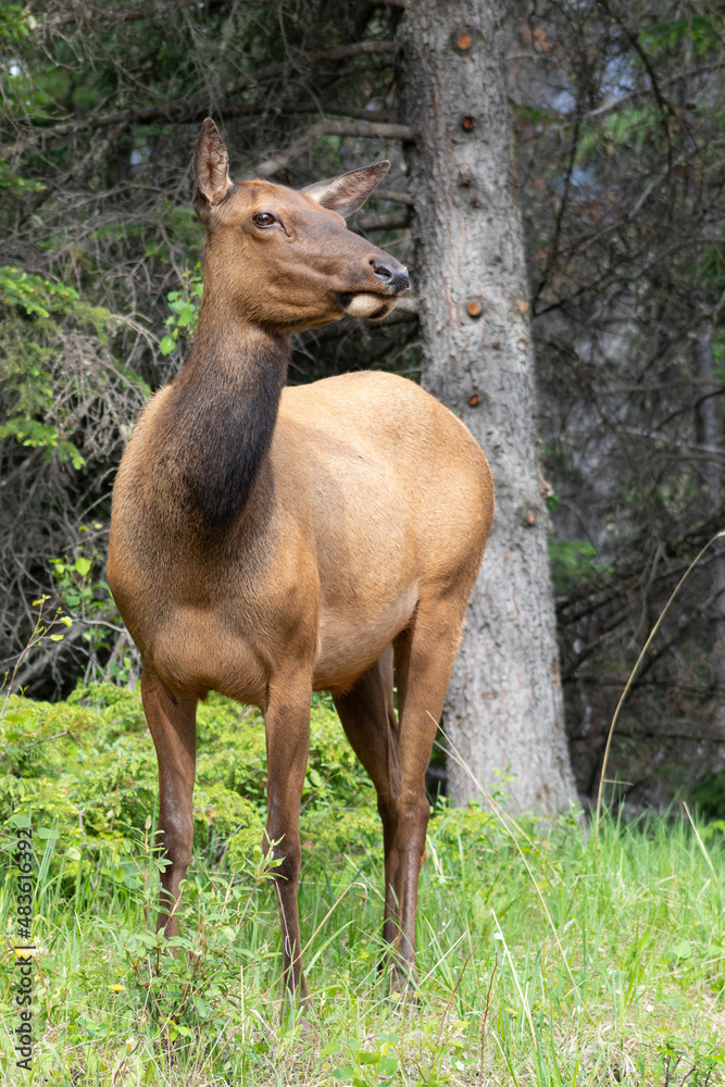 female elk standing in front of trees female elk standing in front of trees