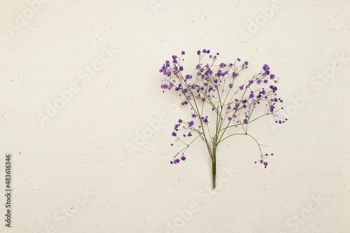 A dry purple flower branch on a white background. Top view, a place to copy