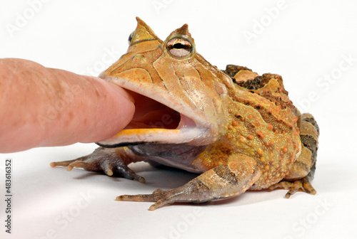 Gemalter Hornfrosch, Schmuckhornfrosch // Surinam horned frog (Ceratophrys cornuta)
