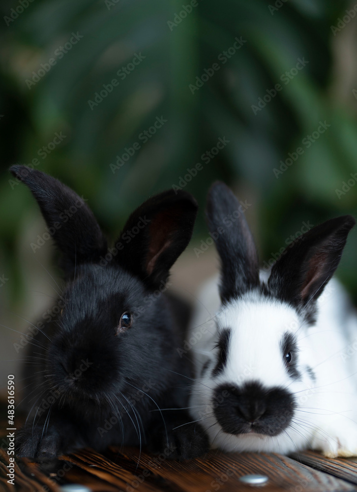 Vertical image of two rabbits against the background of a green monstera plant