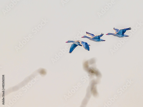 Three Grayleg goose in flight