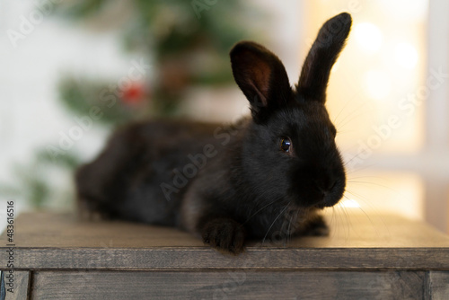 A black hare lies on a chair against the background of a Christmas tree