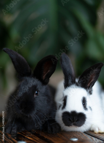 Vertical image of two rabbits against the background of a green monstera plant
