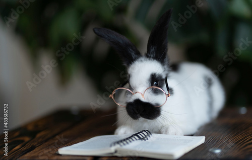 A white rabbit in a black speck with glasses, reading a book. Lies on a wooden surface on a green plant background
