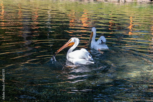 two pelicans on the water, one eating a fish